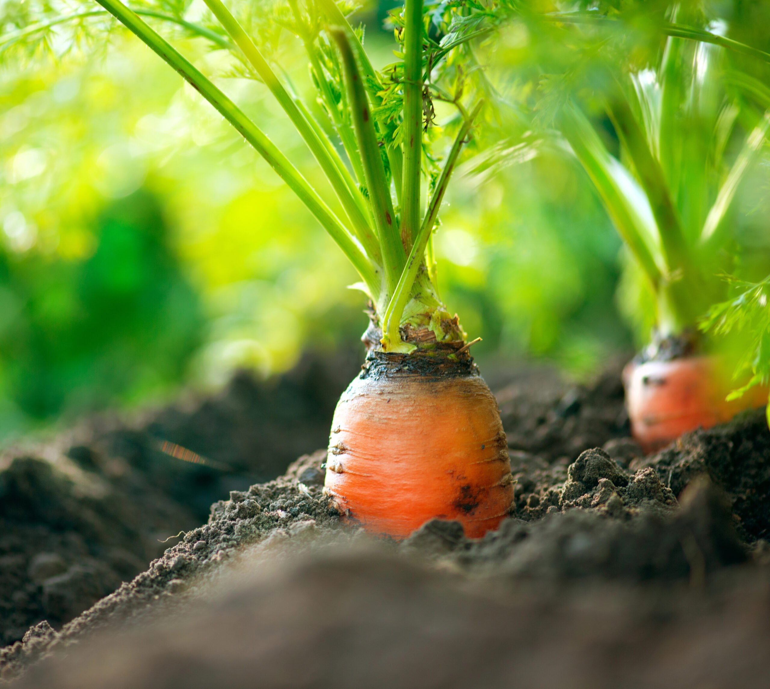 You are currently viewing How Nutrients in Soil Affects Our Health